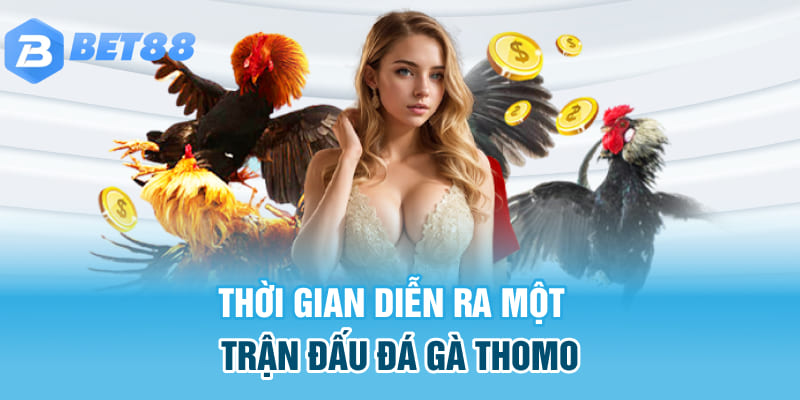 Thời gian diễn ra một trận đấu đá gà Thomo